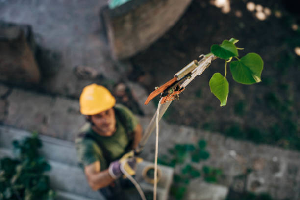 Best Tree Trimming and Pruning  in Maricopa, AZ