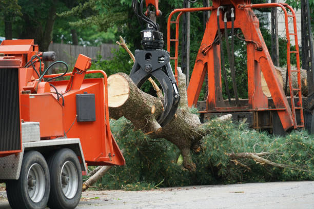 Best Arborist Consultation Services  in Maricopa, AZ