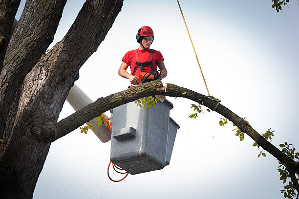 Best Fruit Tree Pruning  in Maricopa, AZ