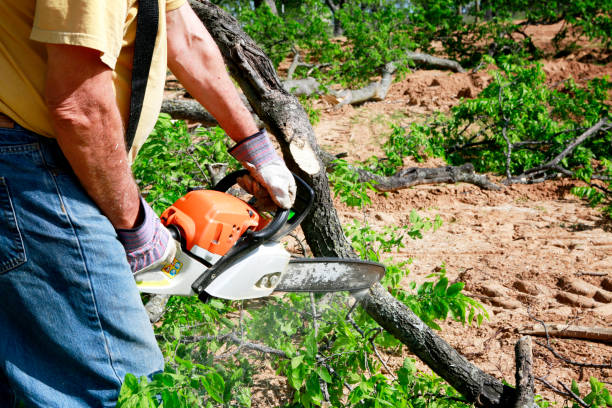 How Our Tree Care Process Works  in  Maricopa, AZ